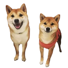 톡톡도사